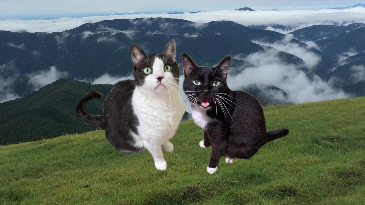 猫